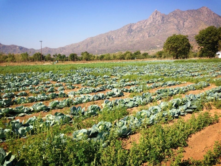 Existe una “agricultura yóguica” y sus impulsores la explican de manera simple: “Los buenos pensamientos generan buenos cultivos”