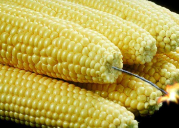 El maíz logró zafar de las liquidaciones masivas de contratos porque muchos operadores creen que es una bomba de tiempo