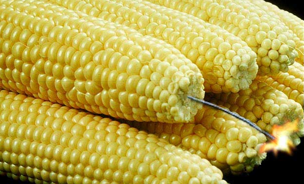 El maíz logró zafar de las liquidaciones masivas de contratos porque muchos operadores creen que es una bomba de tiempo