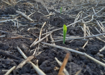 Niña no te tenemos miedo: siguen las lluvias para recomponer la humedad en el perfil de los suelos