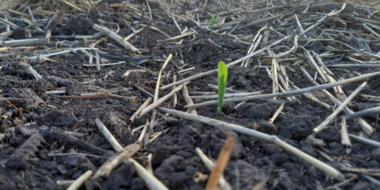 Niña no te tenemos miedo: siguen las lluvias para recomponer la humedad en el perfil de los suelos