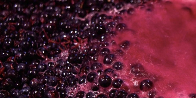 ¿Sabías que la Argentina es el principal exportador mundial de jugo concentrado de uva?