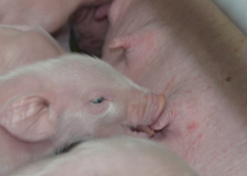 Menos mal: Los argentinos comenzaron a tomarle el gustito a la carne porcina junto cuando desapareció la demanda china