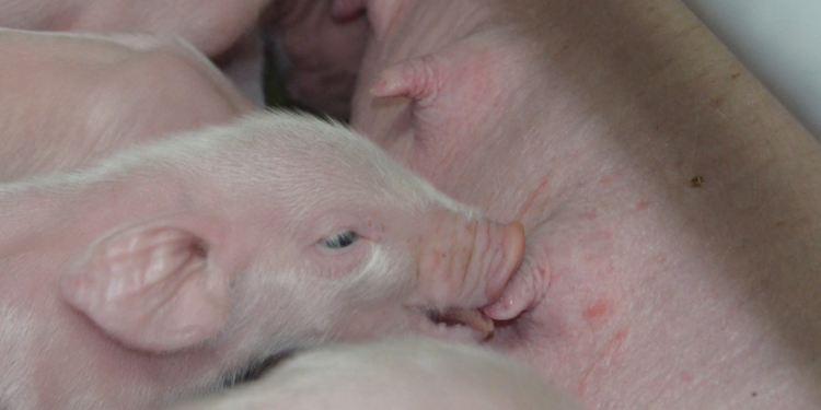 Menos mal: Los argentinos comenzaron a tomarle el gustito a la carne porcina junto cuando desapareció la demanda china