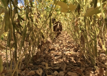 ¿Cuáles son los factores bajistas que están empañando el mercado internacional de soja?