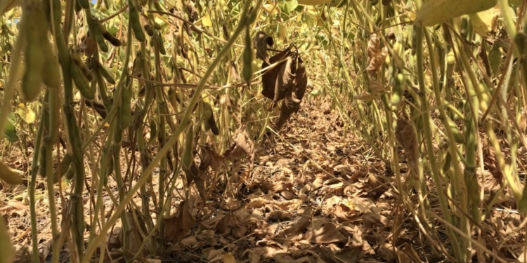 ¿Cuáles son los factores bajistas que están empañando el mercado internacional de soja?