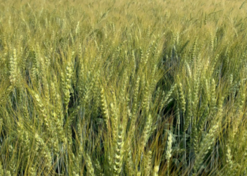 Se mantiene la expectativa de una cosecha argentina de trigo de 19,8 millones de toneladas a pesar del golpe de calor