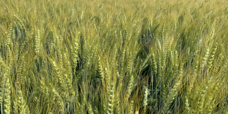 Se mantiene la expectativa de una cosecha argentina de trigo de 19,8 millones de toneladas a pesar del golpe de calor