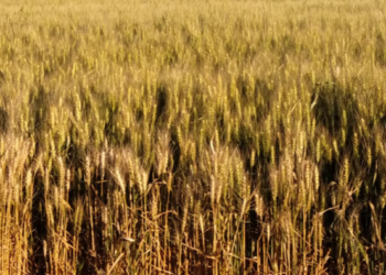 Argentina insólita: Siguen autorizándose embarques de trigo 2020/21 con el registro de exportación 2021/22 cerrado