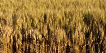 Argentina insólita: Siguen autorizándose embarques de trigo 2020/21 con el registro de exportación 2021/22 cerrado