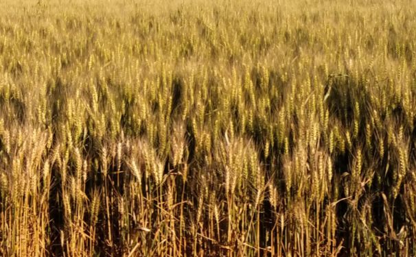 Argentina insólita: Siguen autorizándose embarques de trigo 2020/21 con el registro de exportación 2021/22 cerrado