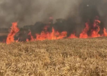 El precio del trigo argentino se recuperó, pero es un espejismo lejano del “incendio” registrado en el mercado internacional
