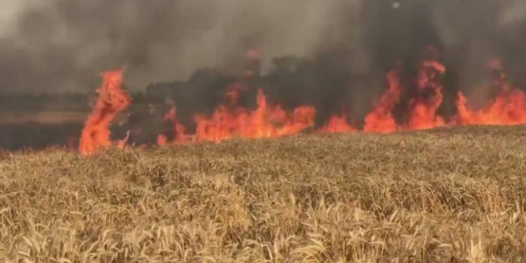 El precio del trigo argentino se recuperó, pero es un espejismo lejano del “incendio” registrado en el mercado internacional