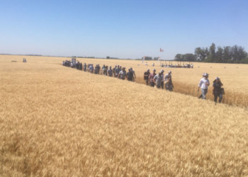 Para la cadena cerealera argentina queda por habilitar un cupo adicional de trigo 2021/22 de al menos 3,50 millones de toneladas