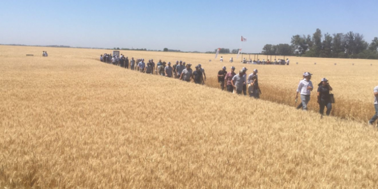 Para la cadena cerealera argentina queda por habilitar un cupo adicional de trigo 2021/22 de al menos 3,50 millones de toneladas