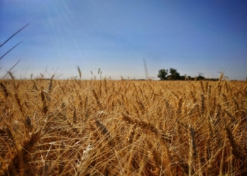 El trigo argentino ya tiene una retención efectiva del orden del 20% gracias a la política intervencionista