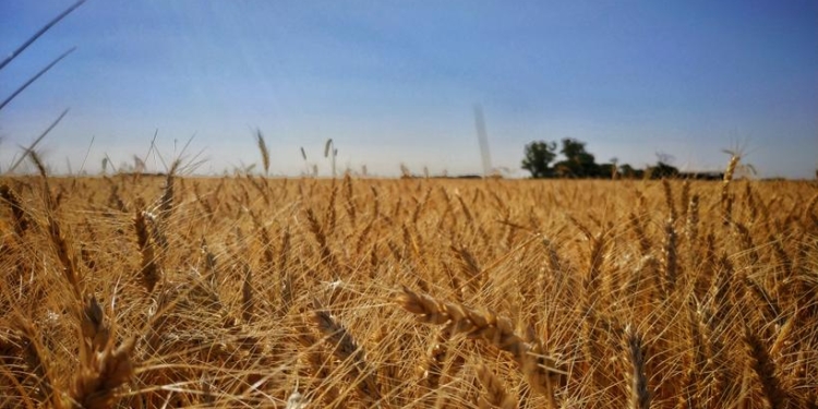 El trigo argentino ya tiene una retención efectiva del orden del 20% gracias a la política intervencionista