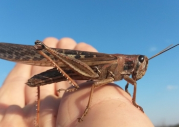 Extienden por dos años más el uso excepcional de principios activos (menos el Fipronil) para combatir a langostas y tucuras