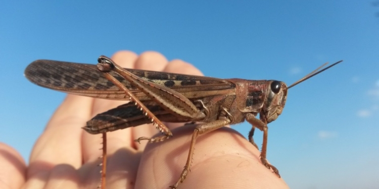 Extienden por dos años más el uso excepcional de principios activos (menos el Fipronil) para combatir a langostas y tucuras