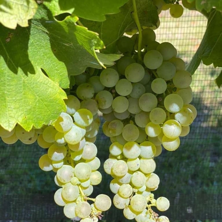 Néstor Ianni dejó su vida de ciudad para ir a hacer su propio vino: “Entendí que no puedo esperar a que las cosas cambien afuera para sentirme mejor yo”