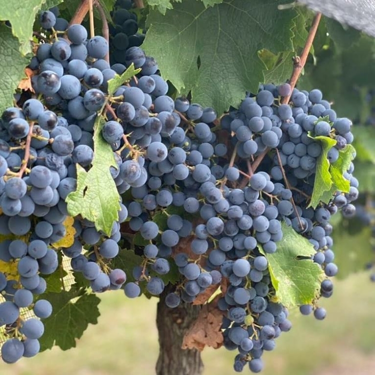 Néstor Ianni dejó su vida de ciudad para ir a hacer su propio vino: “Entendí que no puedo esperar a que las cosas cambien afuera para sentirme mejor yo”