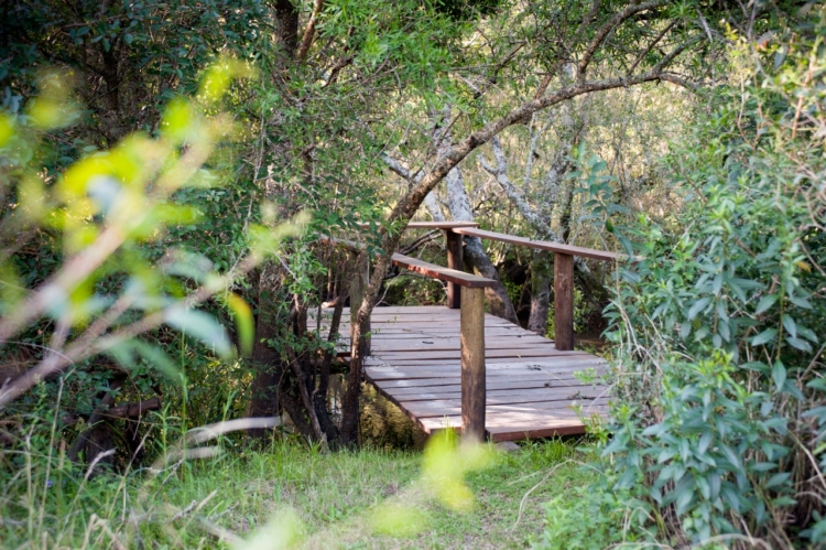 Donde antes había vacas ahora hay una reserva privada: “Dejamos que la tierra cicatrizara”, dicen los Powell