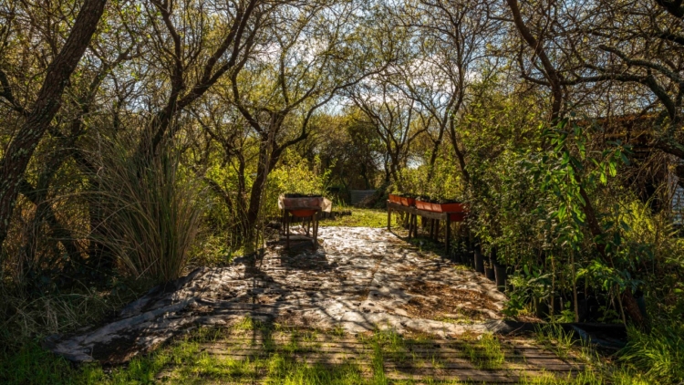 Donde antes había vacas ahora hay una reserva privada: “Dejamos que la tierra cicatrizara”, dicen los Powell