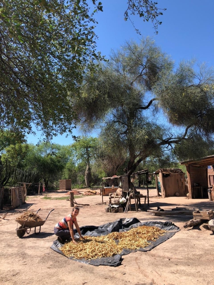 Los pobladores del Parque Nacional El Impenetrable han logrado comenzar a vender las vainas de algarroba que cosechan en el monte