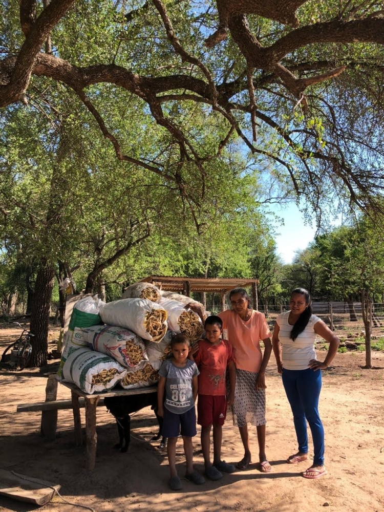 Los pobladores del Parque Nacional El Impenetrable han logrado comenzar a vender las vainas de algarroba que cosechan en el monte