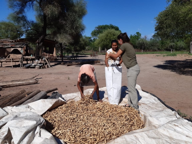 Los pobladores del Parque Nacional El Impenetrable han logrado comenzar a vender las vainas de algarroba que cosechan en el monte
