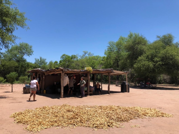 Los pobladores del Parque Nacional El Impenetrable han logrado comenzar a vender las vainas de algarroba que cosechan en el monte