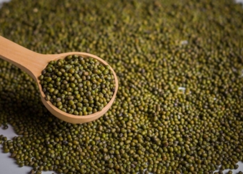 No es soja ni es lenteja: Desde Salta, los hermanos de San Román y sus socios lideran la producción y exportación del poroto mung