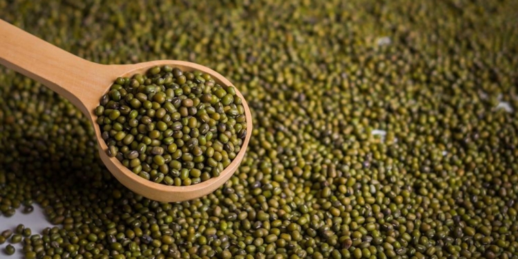 No es soja ni es lenteja: Desde Salta, los hermanos de San Román y sus socios lideran la producción y exportación del poroto mung