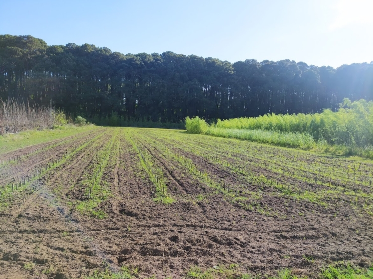 Vicente Dell’Arciprete pone garra y corazón para sostener la Estación Forestal 25 de Mayo del INTA, que tiene un gran banco de especies y distribuye plantines hacia todo el país