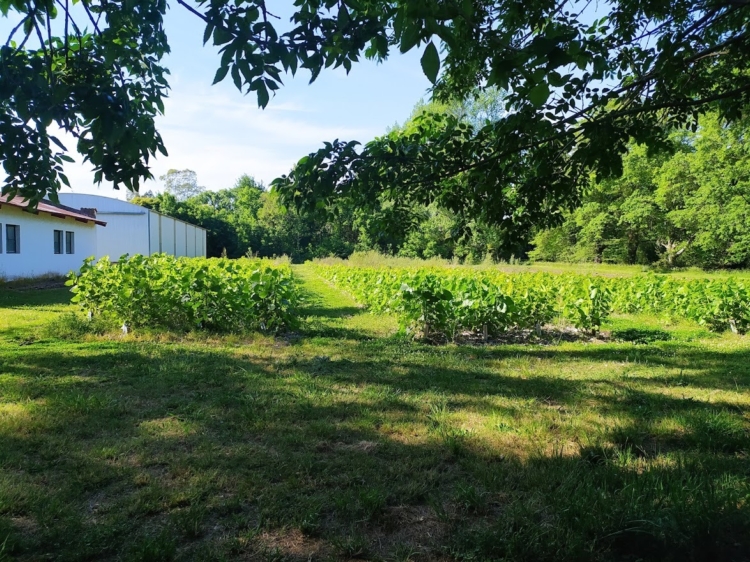 Vicente Dell’Arciprete pone garra y corazón para sostener la Estación Forestal 25 de Mayo del INTA, que tiene un gran banco de especies y distribuye plantines hacia todo el país