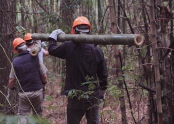 ¿Cambiar tabaco por bambú? Dos fundaciones llevan adelante un proyecto de reconversión para los pequeños tabacaleros de Misiones
