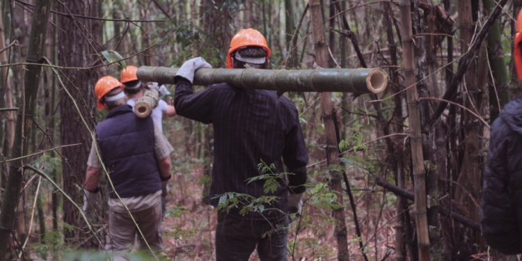 ¿Cambiar tabaco por bambú? Dos fundaciones llevan adelante un proyecto de reconversión para los pequeños tabacaleros de Misiones