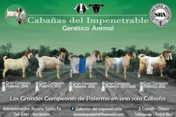 Mejoramiento genético de Sudáfrica a la Argentina: La odisea de Ignacio Vidal para importar embriones de caprinos y ovinos de élite y tener así “el mejor rodeo del país”