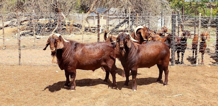 Mejoramiento genético de Sudáfrica a la Argentina: La odisea de Ignacio Vidal para importar embriones de caprinos y ovinos de élite y tener así “el mejor rodeo del país”