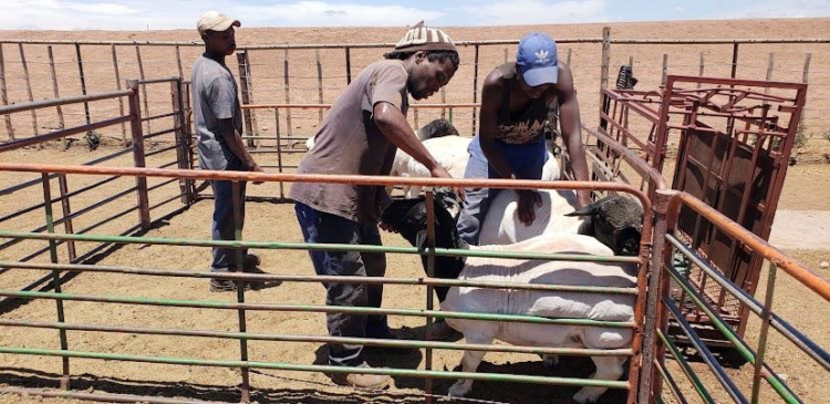 Mejoramiento genético de Sudáfrica a la Argentina: La odisea de Ignacio Vidal para importar embriones de caprinos y ovinos de élite y tener así “el mejor rodeo del país”