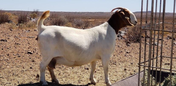 Mejoramiento genético de Sudáfrica a la Argentina: La odisea de Ignacio Vidal para importar embriones de caprinos y ovinos de élite y tener así “el mejor rodeo del país”