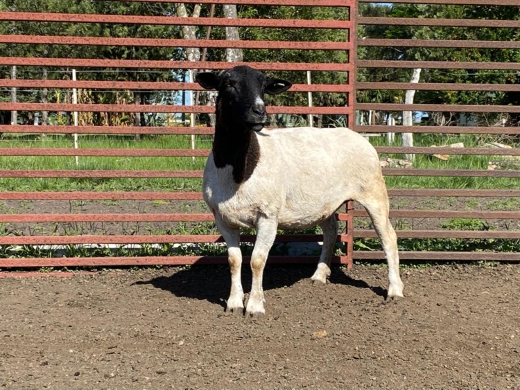 Mejoramiento genético de Sudáfrica a la Argentina: La odisea de Ignacio Vidal para importar embriones de caprinos y ovinos de élite y tener así “el mejor rodeo del país”