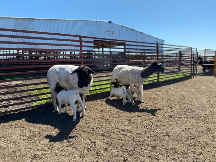 Mejoramiento genético de Sudáfrica a la Argentina: La odisea de Ignacio Vidal para importar embriones de caprinos y ovinos de élite y tener así “el mejor rodeo del país”