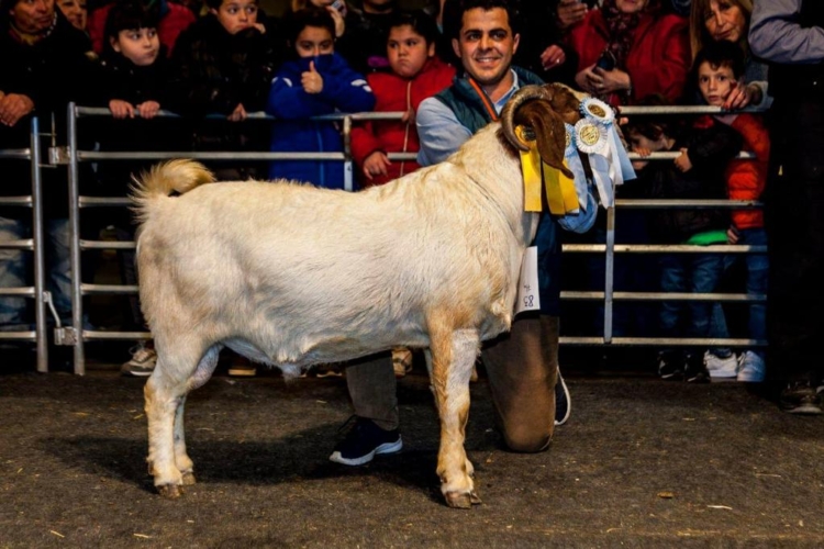Mejoramiento genético de Sudáfrica a la Argentina: La odisea de Ignacio Vidal para importar embriones de caprinos y ovinos de élite y tener así “el mejor rodeo del país”