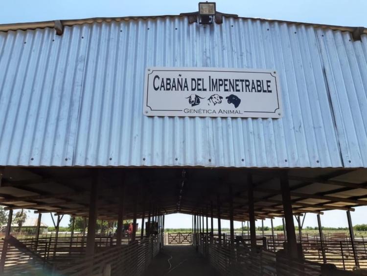 Mejoramiento genético de Sudáfrica a la Argentina: La odisea de Ignacio Vidal para importar embriones de caprinos y ovinos de élite y tener así “el mejor rodeo del país”