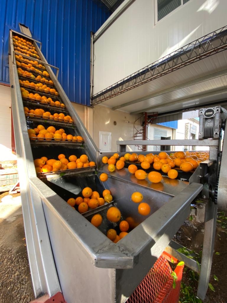 Jucofer: Cumplió cinco años la cooperativa que le saca el jugo a los cítricos y ayuda a que los productores no sean exprimidos