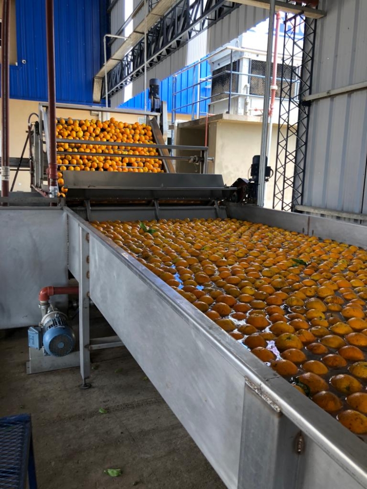 Jucofer: Cumplió cinco años la cooperativa que le saca el jugo a los cítricos y ayuda a que los productores no sean exprimidos