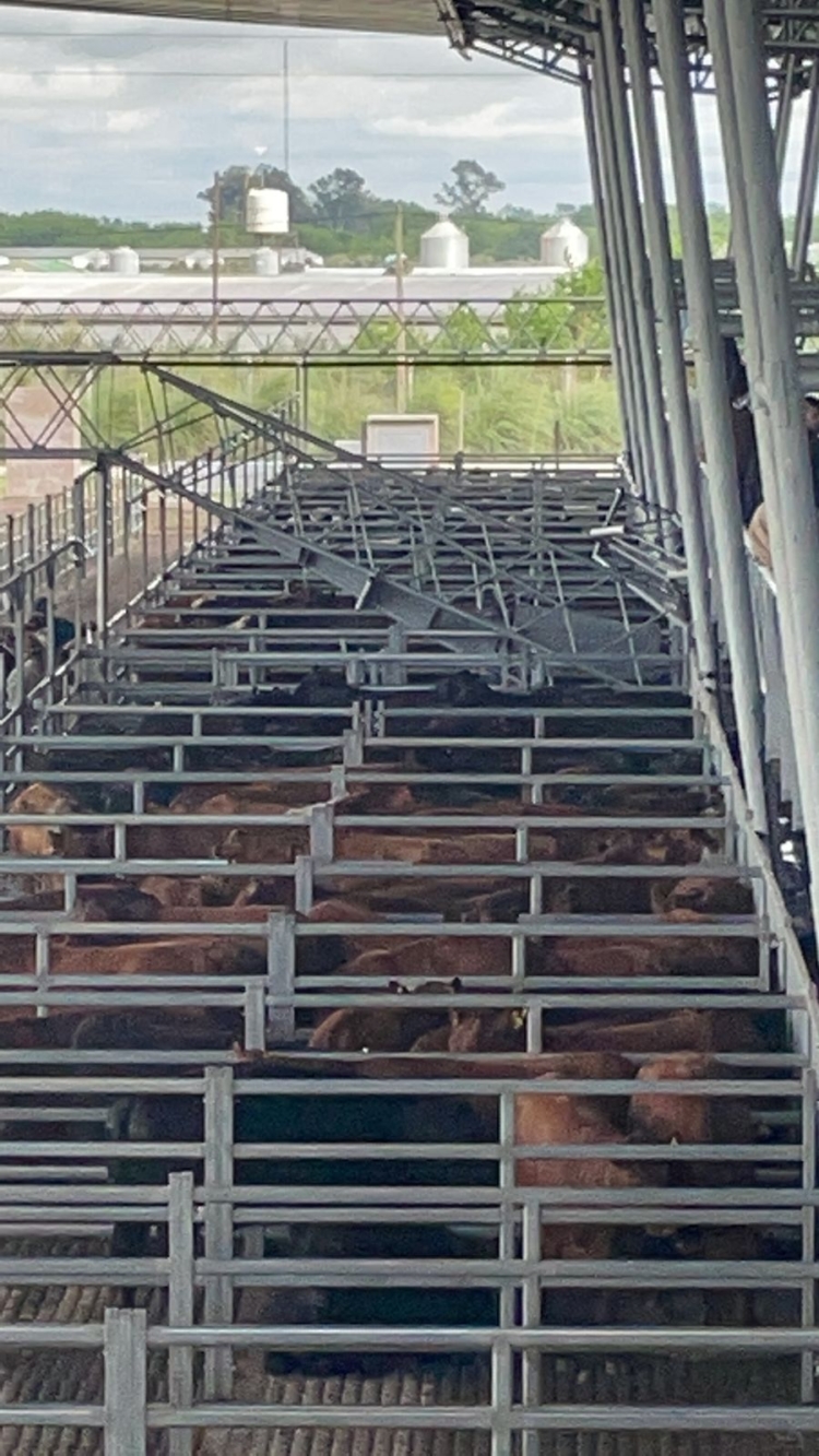 El nuevo Mercado Ganadero de Cañuelas debutó con un traspié: Cedió una pasarela y hubo heridos leves