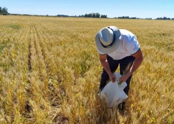 El Agrotour 2021 anticipa buenas resultados: El secreto encanto de meterse en medio de un lote días antes de la cosecha