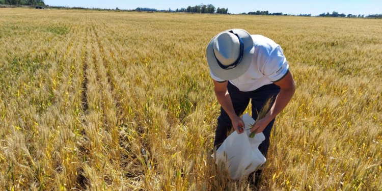 El Agrotour 2021 anticipa buenas resultados: El secreto encanto de meterse en medio de un lote días antes de la cosecha